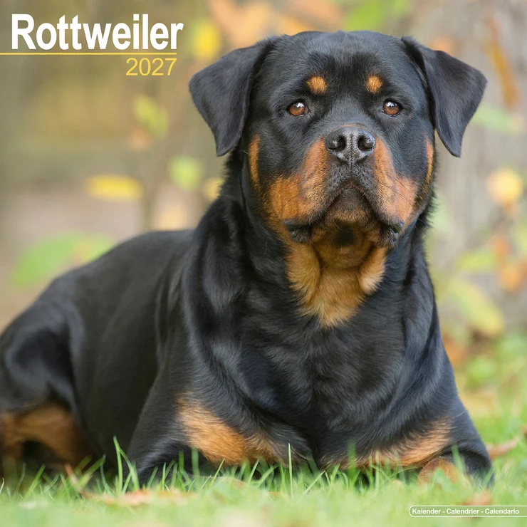 Calendario 2026 Rottweiler