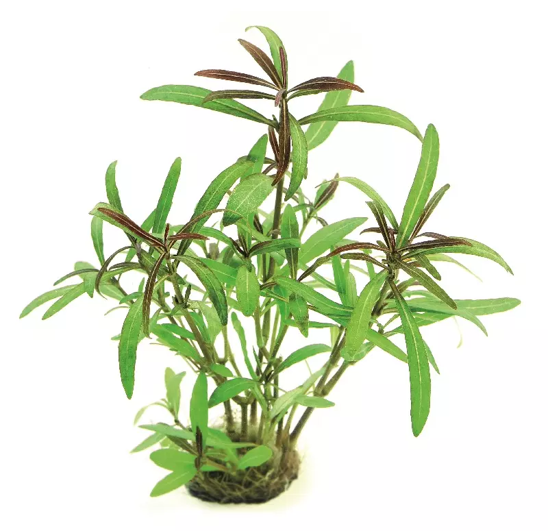 Hygrophila lancea 'Araguaia' In-Vitro