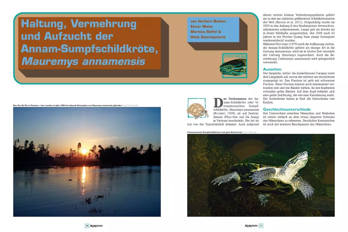 marginata-43-vietnamesische-sumpfschildkroeten-3 Marginata 43 - Vietnamesische Sumpfschildkröten