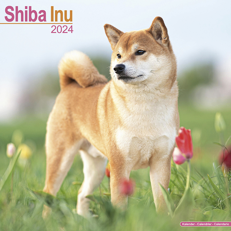 Kalender 2024 Shiba Inu