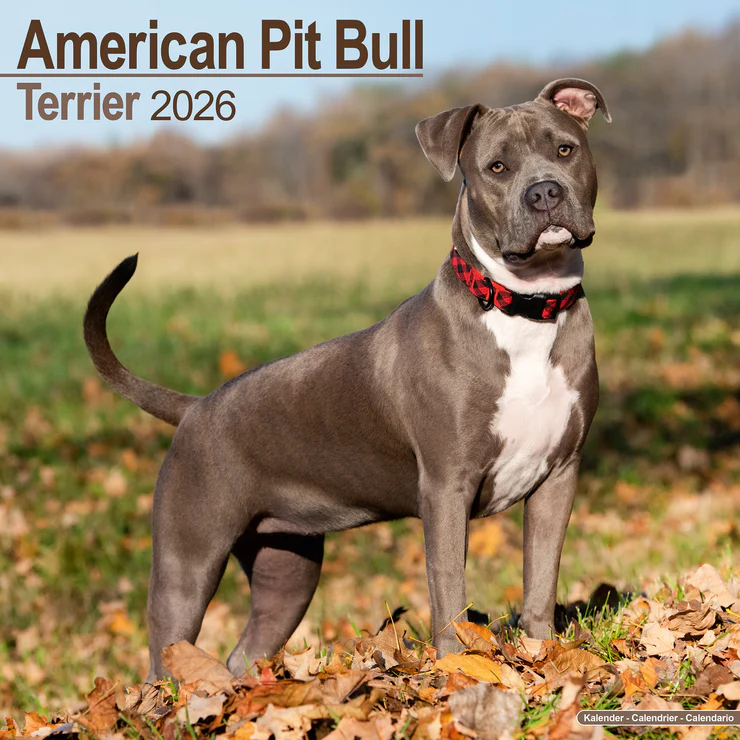 Calendar 2025 American Pit Bull Terrier