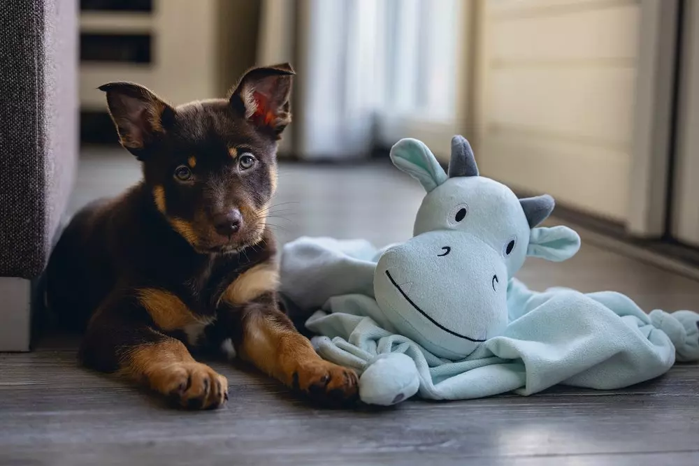 Puppy Fun - Kuscheltuch Drache