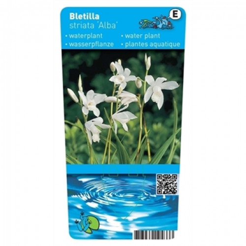 Etichetta per piante per la Bletilla striata 'Alba', una pianta acquatica. Presenta eleganti fiori bianchi con foglie e steli verdi e sottili su uno sfondo verde sfumato. Parte inferiore blu con onde d'acqua e codice QR.
