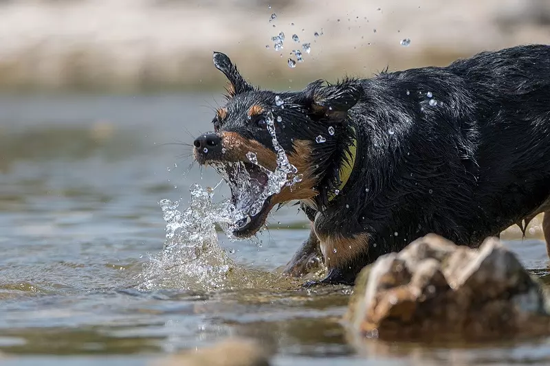 Decke Antirutsch mit Fotodruck