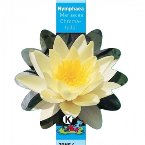 Teichpflanzen - Seerose Chormatella - gelb
