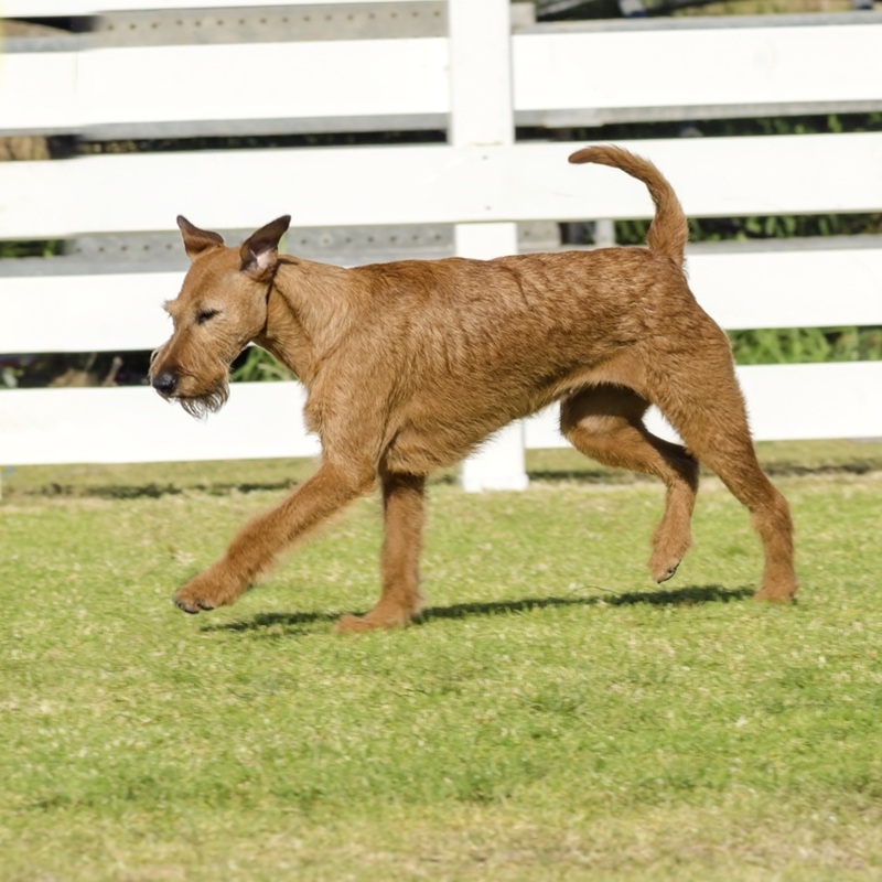 Ein roter Irish Terrier mit drahtigem Fell läuft auf grünem Rasen vor einem weißen Zaun.