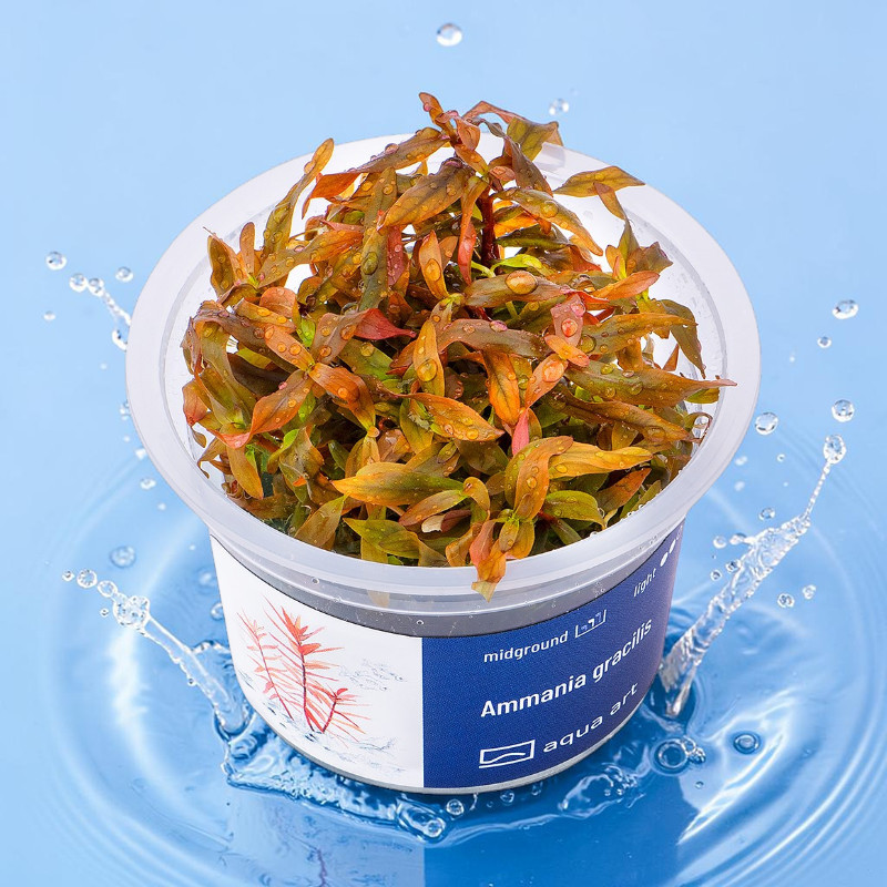 Ammania gracilis – rote Stängelpflanze