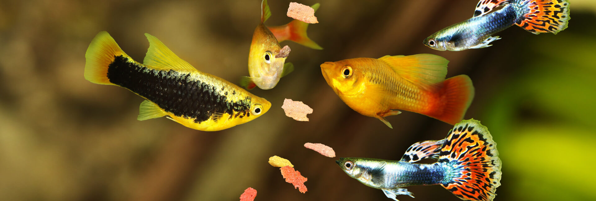 Aquaristik Fischfutter als Flockenfutter Aquaristik Fischfutter als Flockenfutter