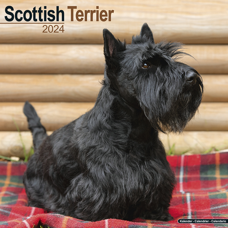 Calendar 2024 Scottish Terrier