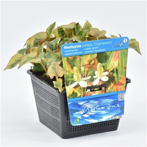 Houttuynia cordata 'Chamaeleon' Wasserpflanze im schwarzen Topf mit Etikett mit Wasserpflanzen-Motiv. Blätter sind grün, rosa und gelb.