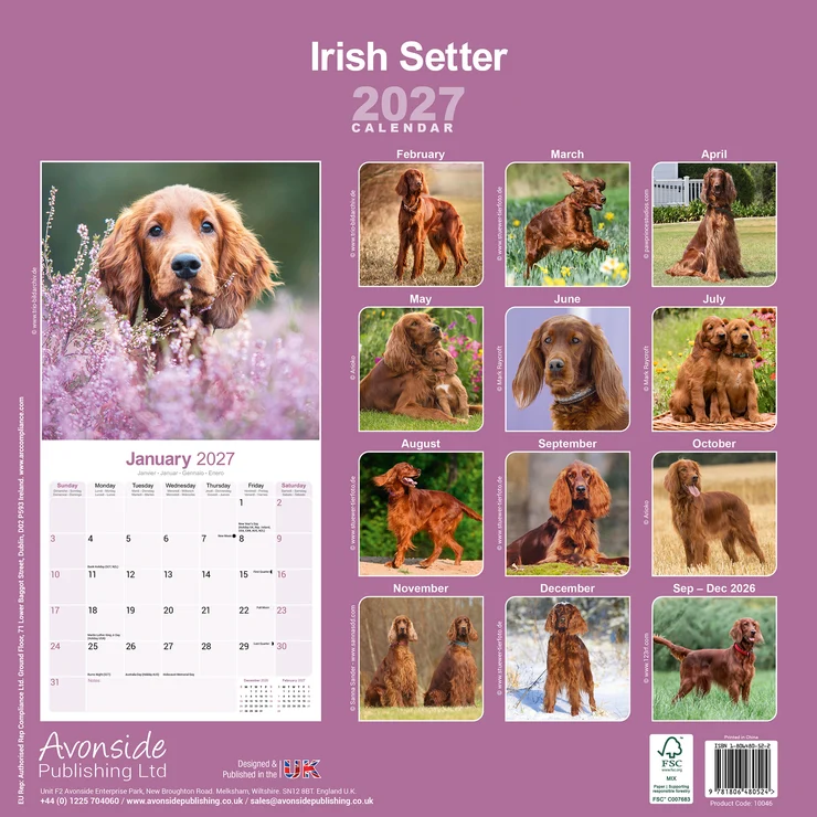 Calendar 2026 Irish Setter