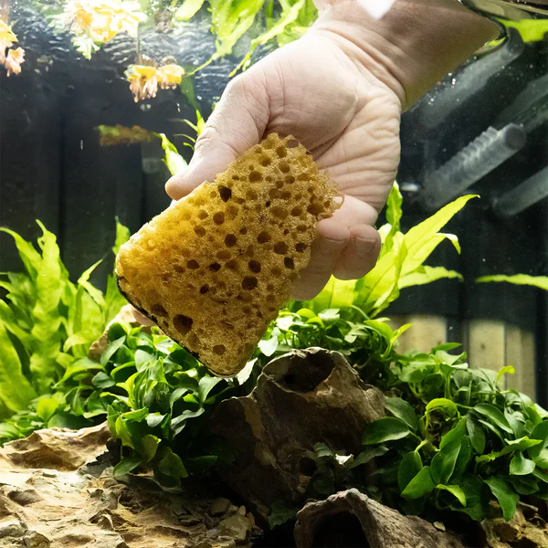 Hand holds sponge over aquarium, for cleaning algae and limescale with Dennerle Cleanator.