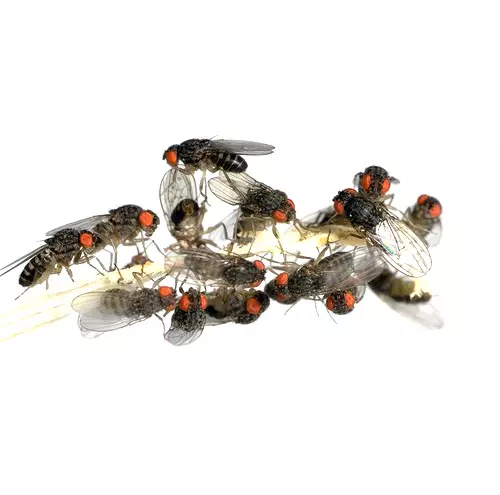 Fruchtfliegen (Drosophila melanogaster)