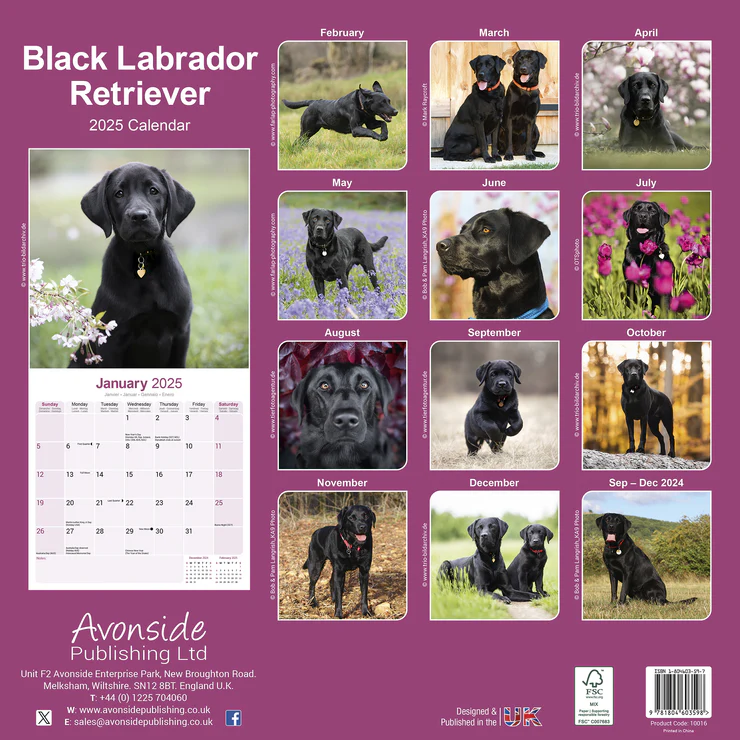Kalender 2025 Labrador Retriever schwarz (Black)