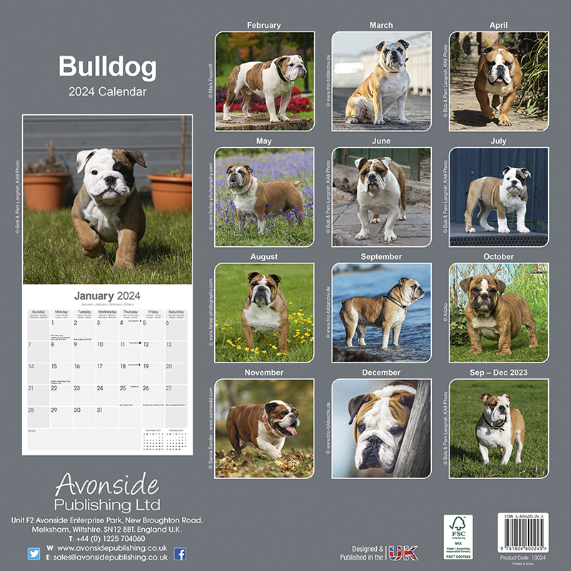 Calendar 2024 Bulldog - English Bulldog
