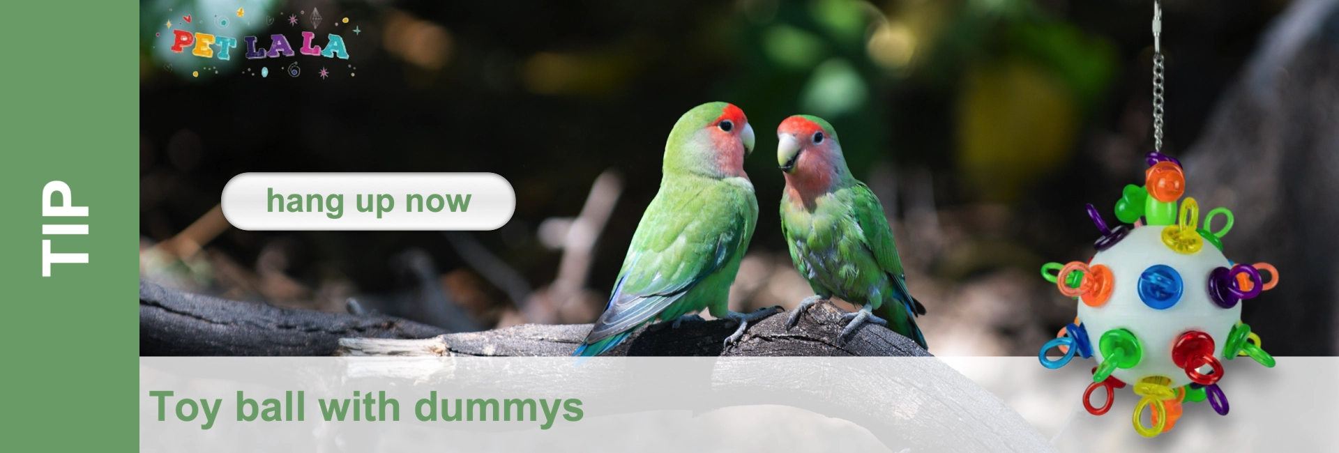 Two green-feathered peach-headed lovebirds with red heads and pink breast feathers are perched on a dark branch. To the right hangs a white toy ball with colourful pacifier-shaped attachments.