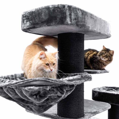 Un gatto maschio dal pelo lungo e dal manto beige è comodamente seduto su un'amaca morbida e soffice appesa a un tiragraffi grigio. A destra, un gatto tigrato riposa su una piattaforma superiore. I tronchi sono avvolti da una corda nera.