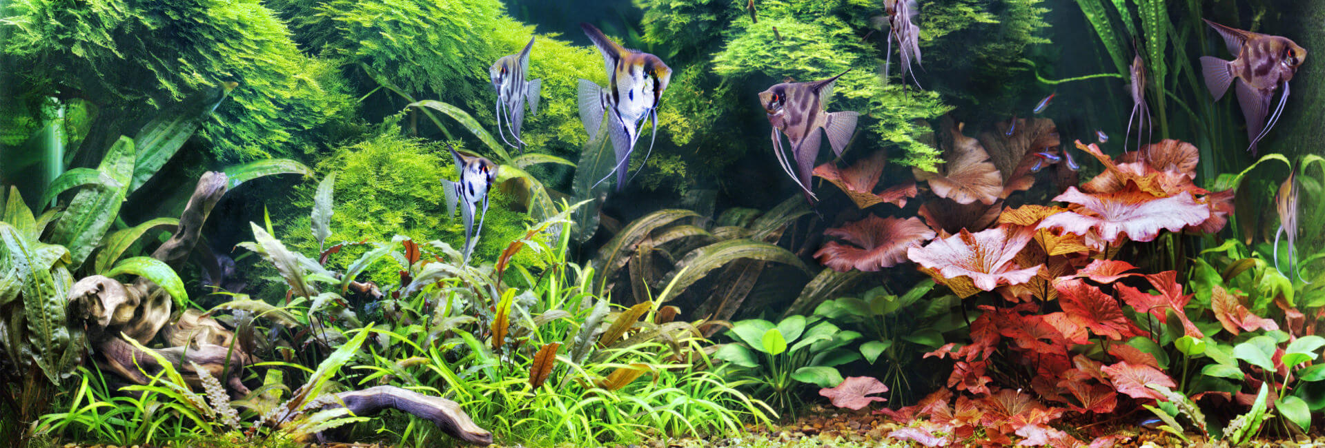 Aquarium Pflanzen / Stängelpflanzen