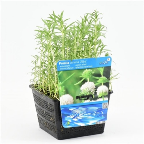 Water mint 'Prestia cervina Alba' in a black plastic pot with a blue label.