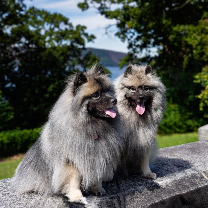 Zwei Wolfsspitze sitzen auf einer Steinmauer, Zungen hängen heraus, Bäume und ein See im Hintergrund.
