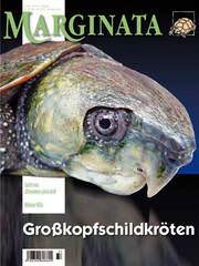 Marginata 39 - Grosskopfschildkröten