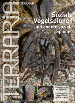 Terraria Nr. 30 - Soziale Vogelspinnen und andere soziale Spinnen