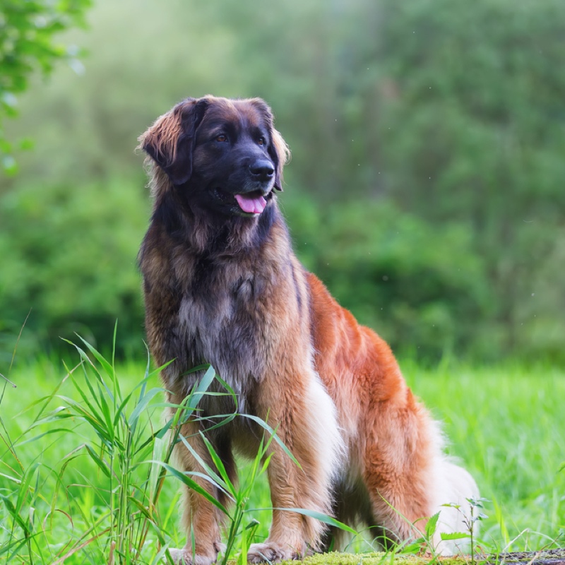 Ein sitzender Leonberger Hund im Gras, mit seinem langen Fell in Löwengelb und rotbraun und der typischen schwarzen Maske.