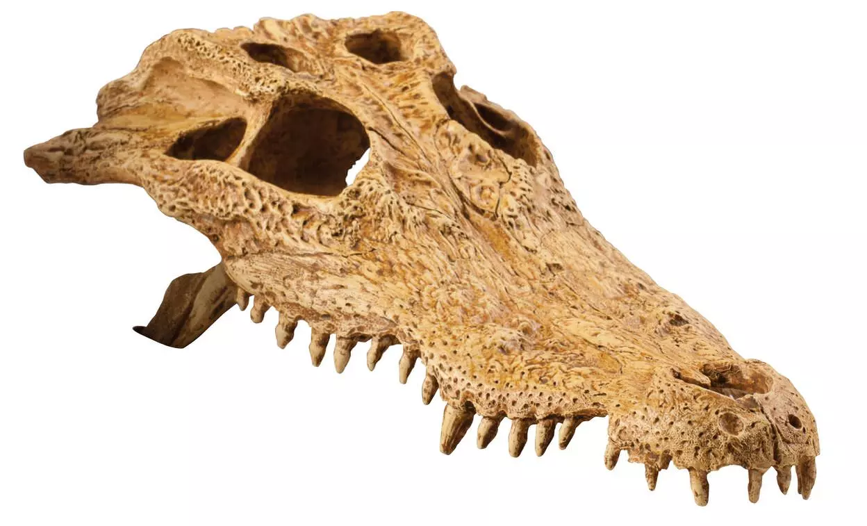 Exo Terra Crocodile Skull