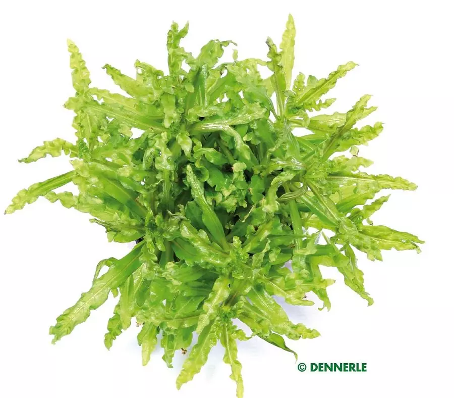 Dennerle Pogostemon helferi - Gewelltblättriges Laichkraut
