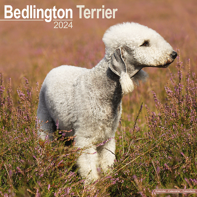 Kalender 2024 Bedlington Terrier