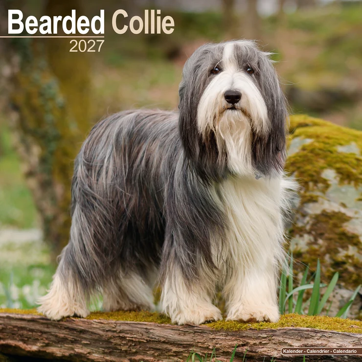 Calendrier 2026 Bearded Collie - Beardie