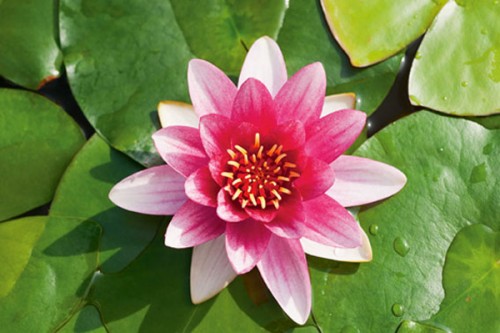 Teichpflanzen - Seerose Attraction - rot