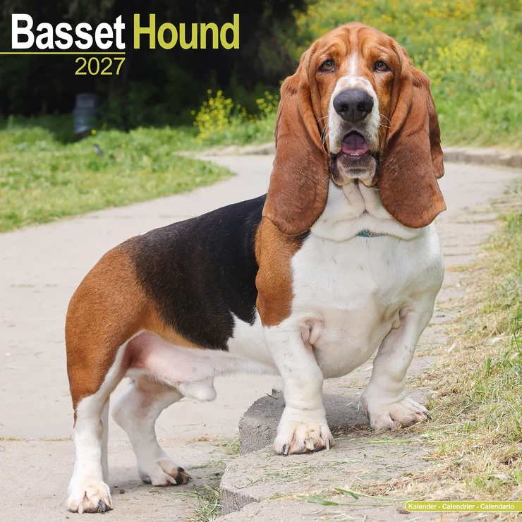 Calendar 2026 Basset Hound