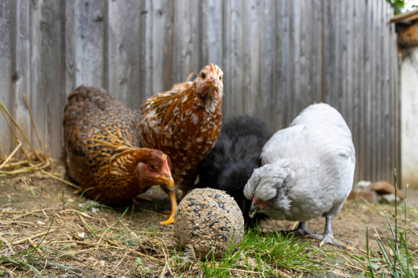 Pick ball - 6 pieces