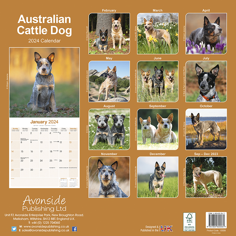 Kalender 2024 Australian Cattle Dog