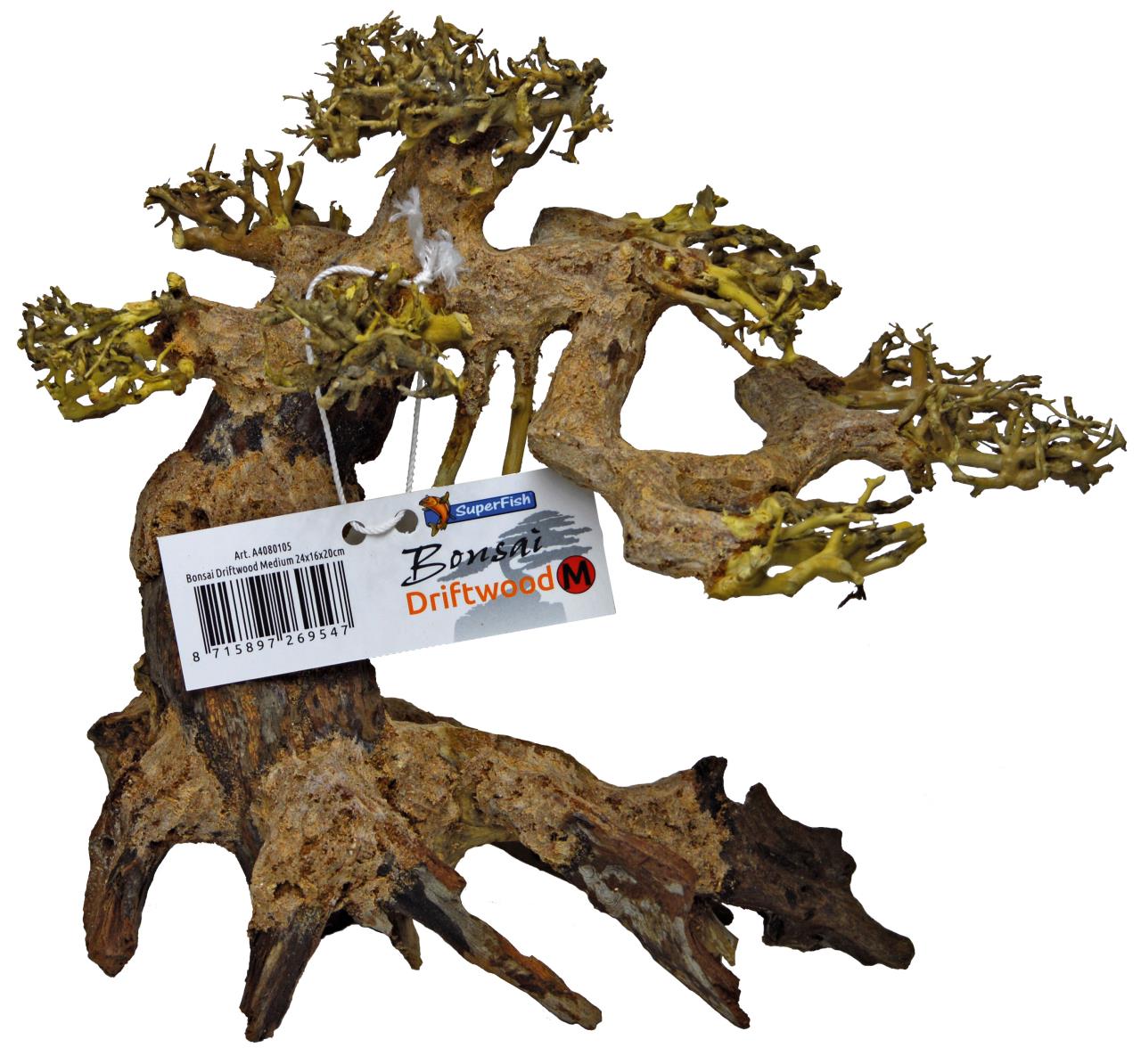 Brown, branched driftwood in bonsai style with a rough texture and yellowish-green, moss-like encrustations on the branches, reminiscent of algae. A white label with product information hangs from a branch, clearly visible against a white background.