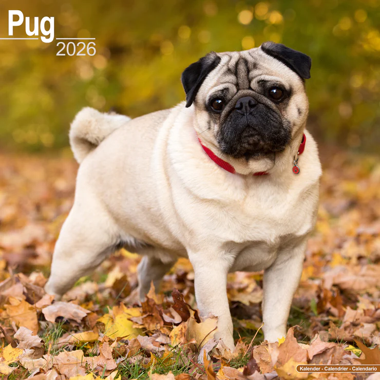 Kalender 2026 Mops - Pug - Carlin