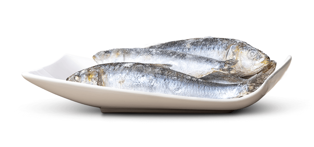 Three whole, frozen sardines on a white, rectangular plate. Silver-grey bodies covered in frost and ice crystals, indicating that they are frozen. The heads are slightly yellowish. A pure white background sets the fish apart.