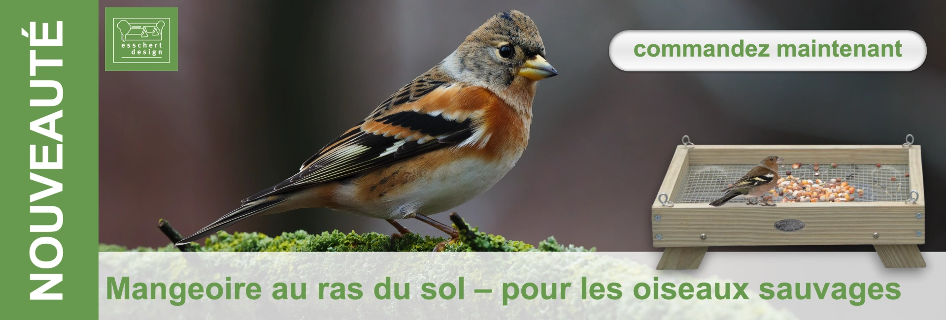 Un pinson des montagnes aux couleurs vives, au plumage orange, noir et blanc, est perché sur de la mousse verte et regarde à droite. En arrière-plan, un pinson des arbres mange des graines sur une mangeoire au sol en bois.