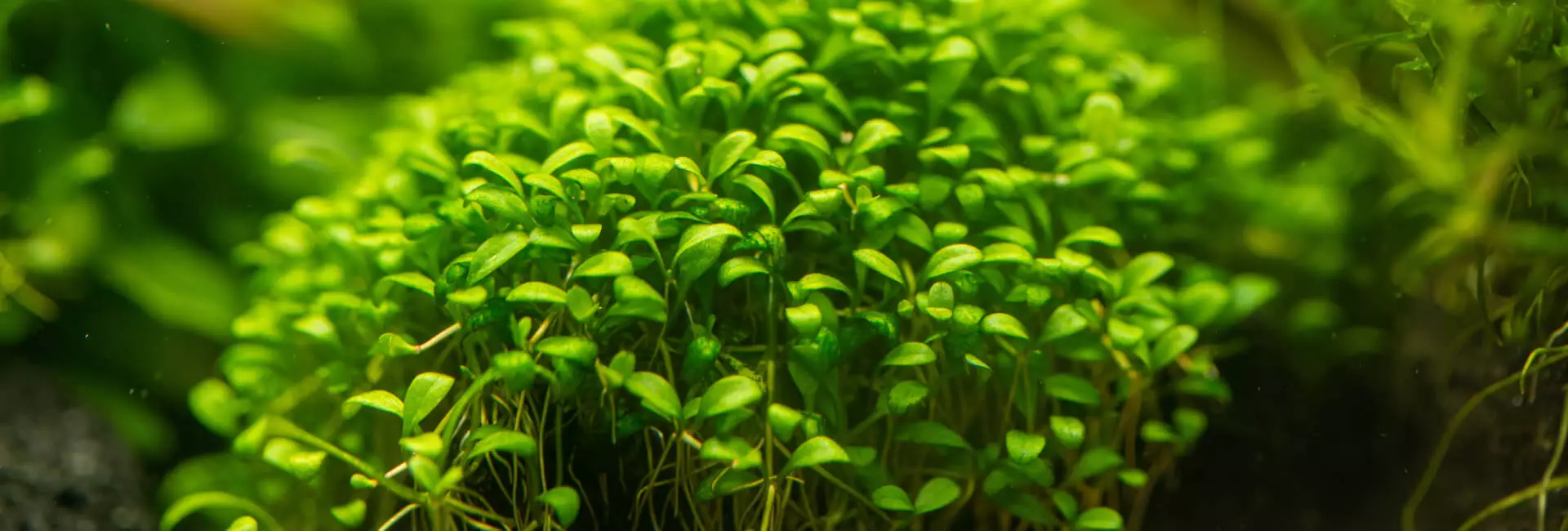 Aquarium Pflanzen / Vordergrundpflanzen Aquarium Pflanzen / Vordergrundpflanzen