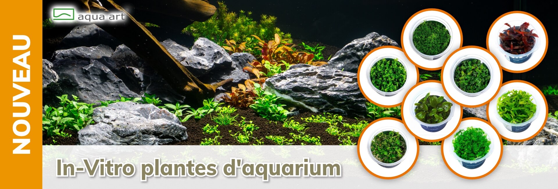 Aqua Art In-Vitro Plantes d’aquarium