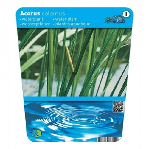 Etikett einer Wasserpflanze, Acorus calamus, mit schmalen, grünen Blättern und braunem Blütenkolben. Unterteil mit Wellen.