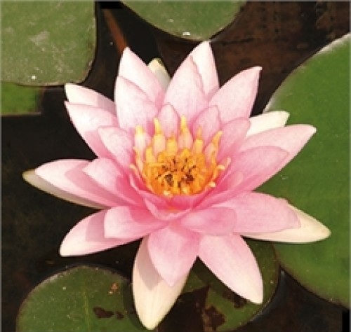 Teichpflanzen - Seerose Carnea - rosa