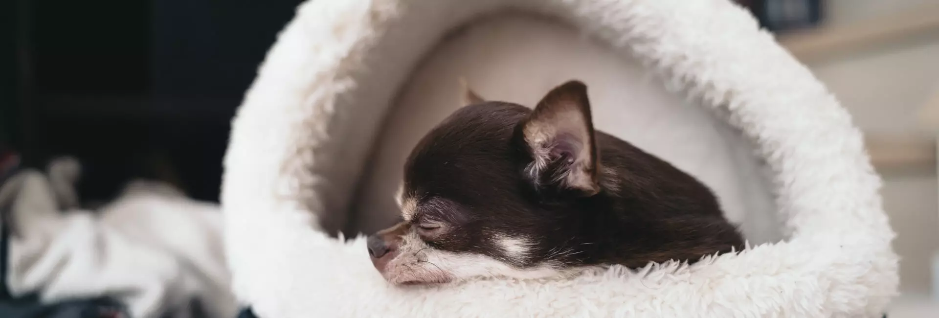 Hundehöhlen Hundehöhlen