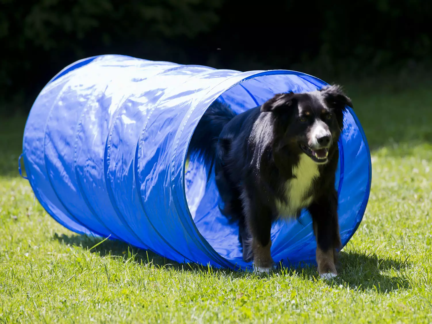 hundetunnel Procyon Agility Starter Set