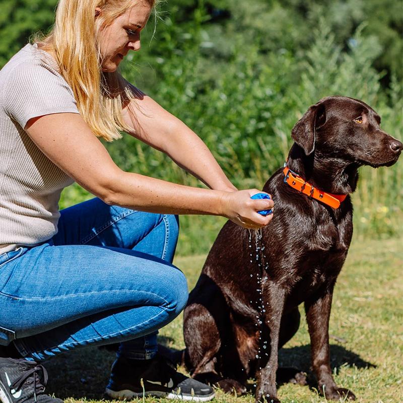 Eine blonde Frau hockt auf einer grünen Wiese und spritzt mit einem blauen Schwamm Wasser auf den Rücken eines dunkelbraunen Labradors. Der Hund trägt ein leuchtend orangefarbenes Halsband, sitzt ruhig und blickt zur Seite.