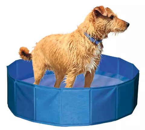 Dog pool