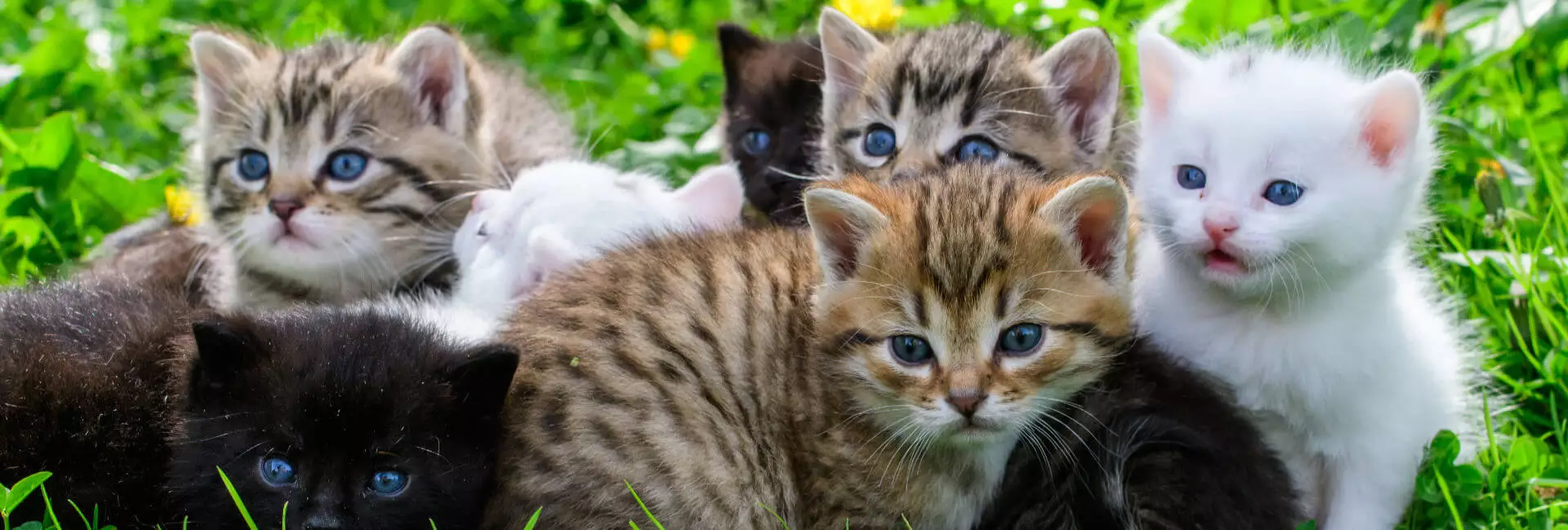 Katzenrassen Katzenrassen