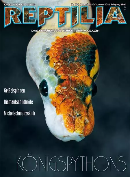 Reptilia 104 - Königpythons