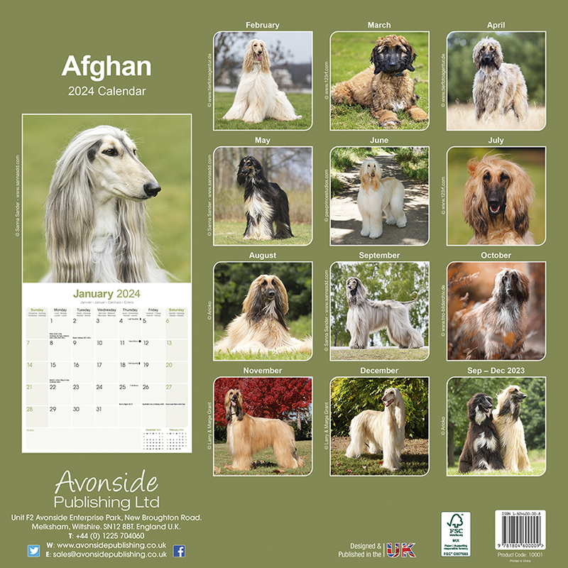 Kalender 2024 Afghane - Afghanischer Windhund
